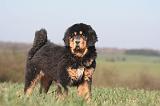 DOGUE DU TIBET 540